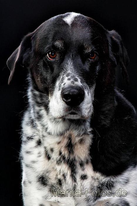 Hund