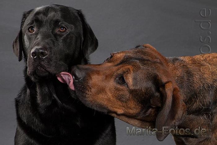 Hunde