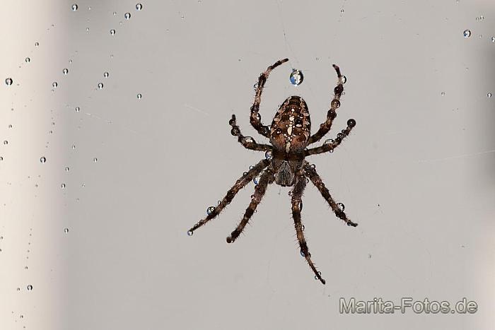 Spinne