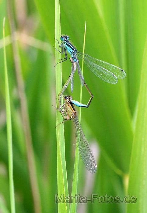 Libelle