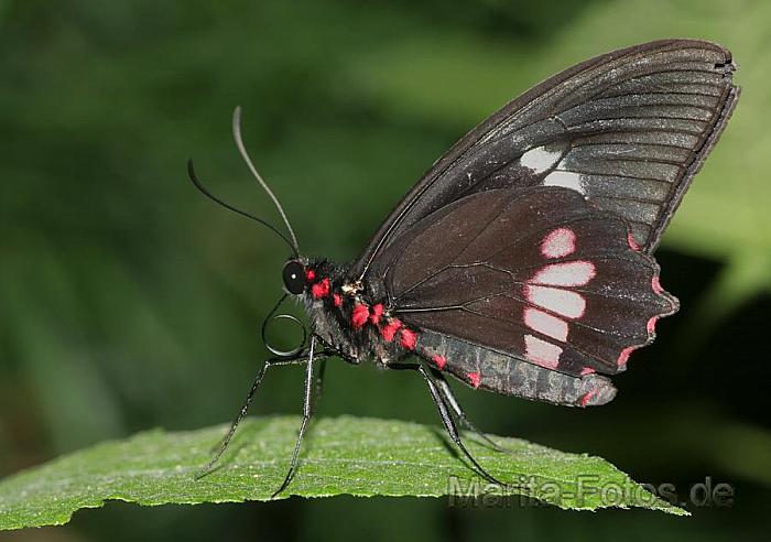 Schmetterling