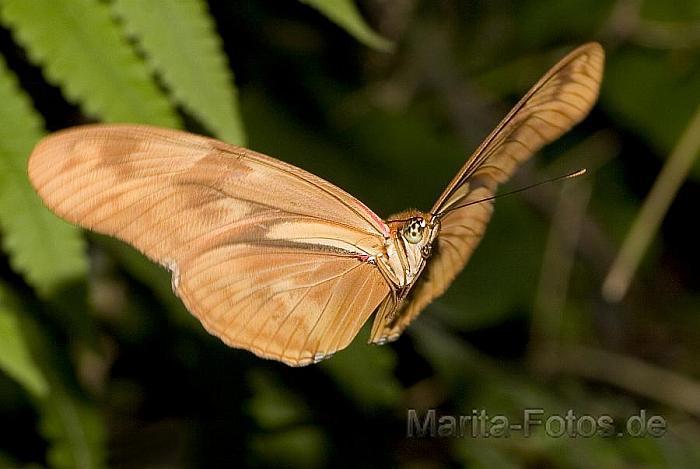 Schmetterling