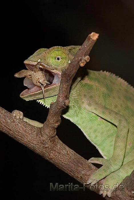 Jemen Chameleon