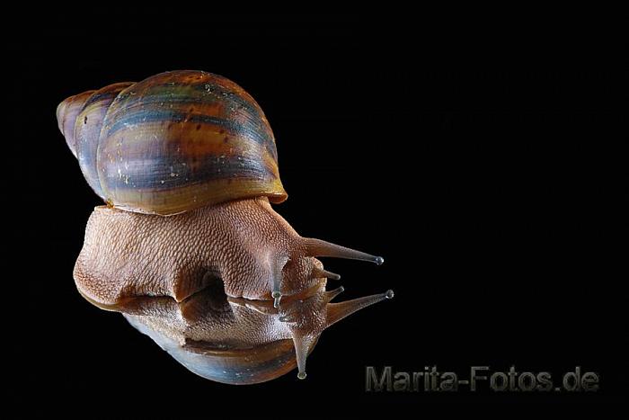 Achatschnecke