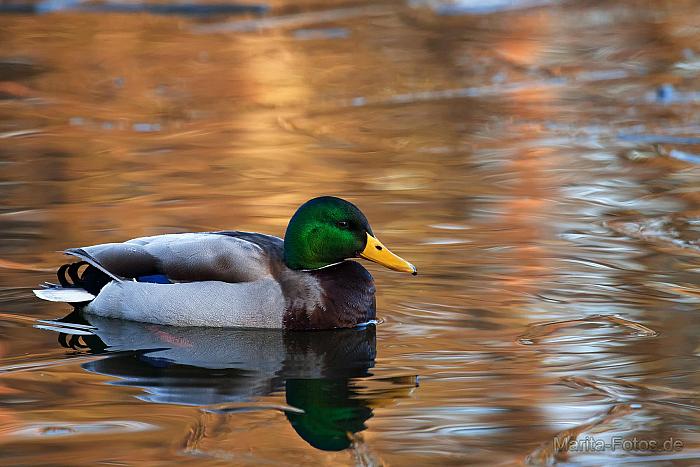 Stockente