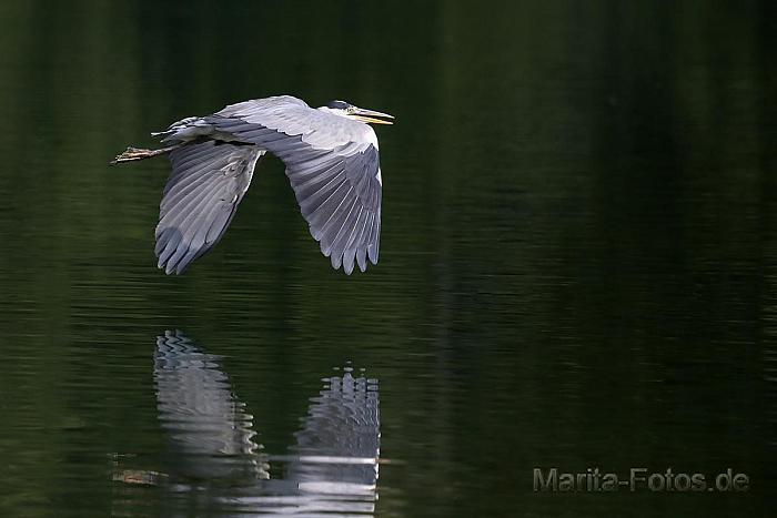 Graureiher im Flug