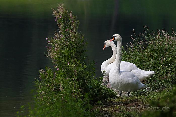 Schwanenfamilie