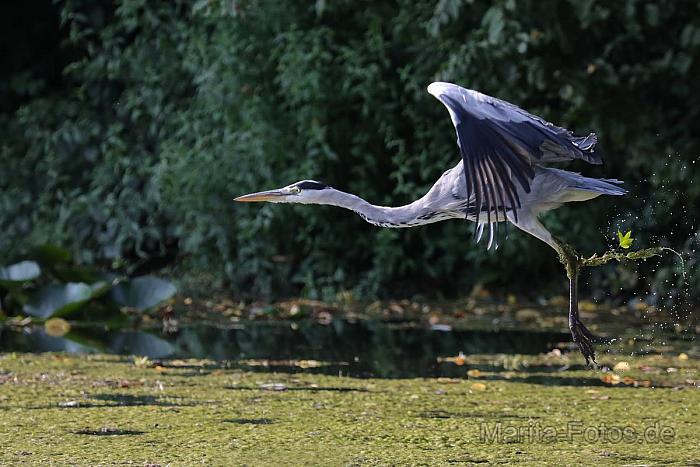 Graureiher im Flug