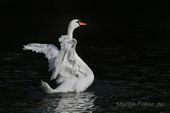 Schwan