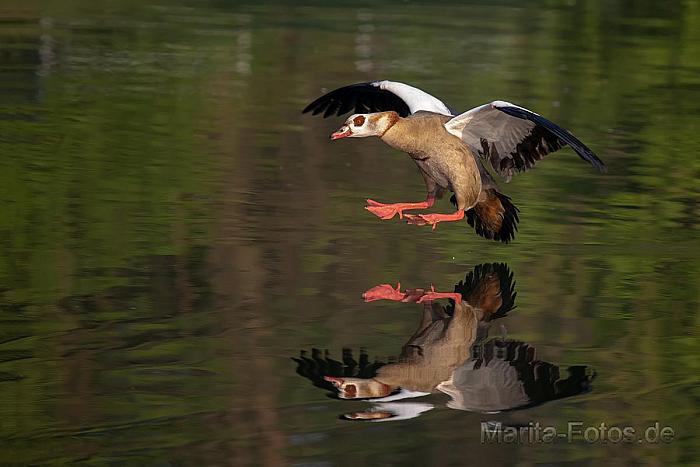 Nilgans im Anflug