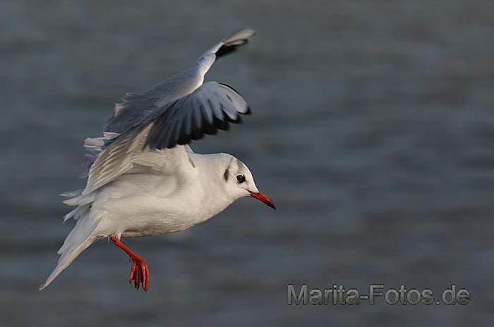 Möwe