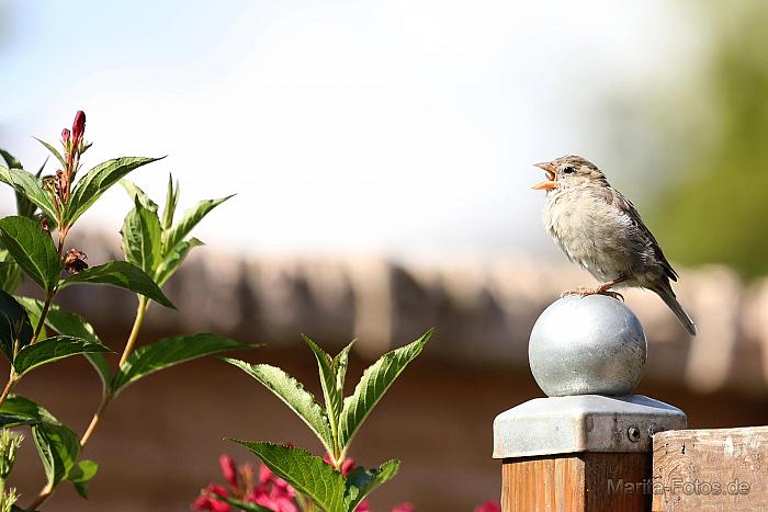 Spatz