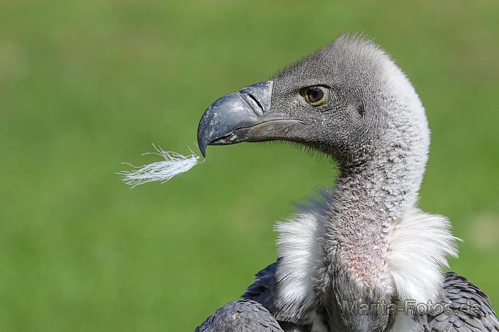 Weißrückengeier im Wildpark Frankenhof