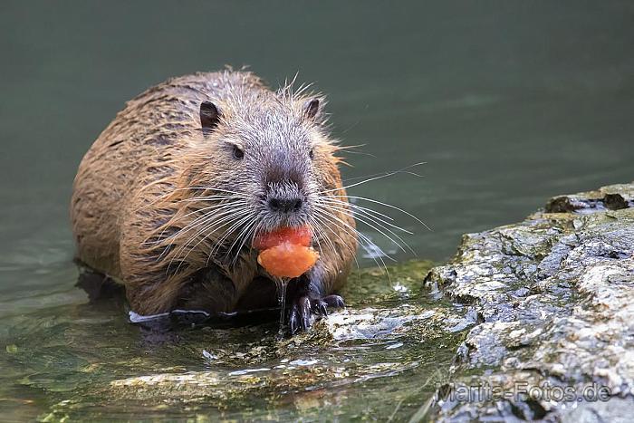 nutria