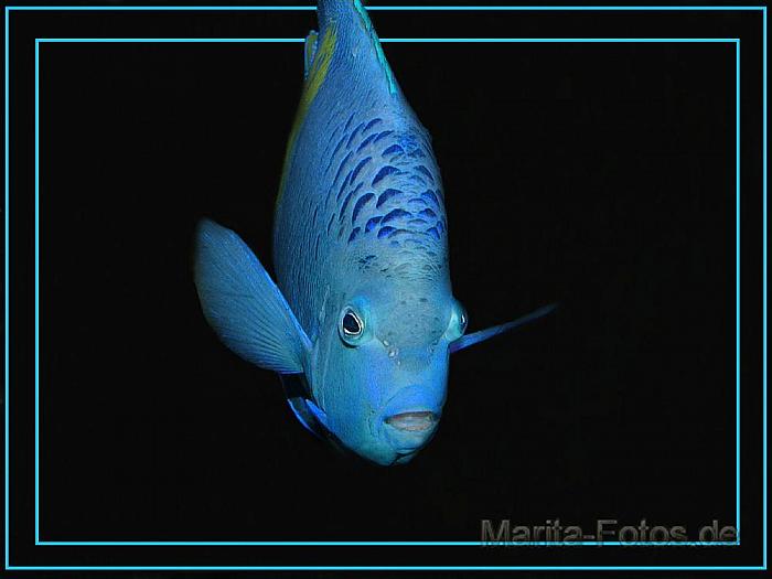 fisch in blau m rahmen