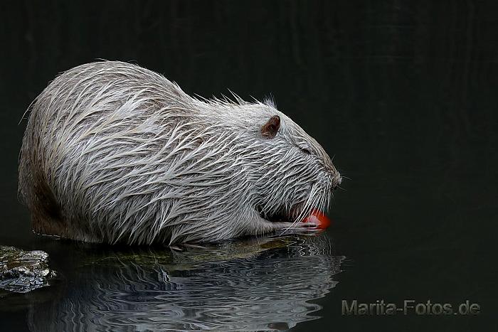 nutria