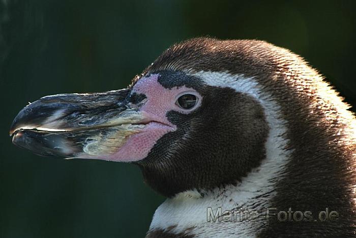 pinguin