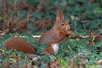 Eichhörnchen