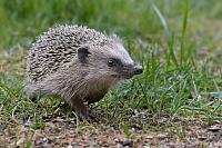 Igel