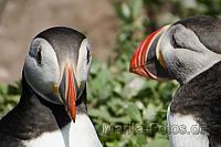 Papageitaucher Inner Farne, England