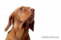 Vizsla