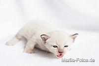Kitten