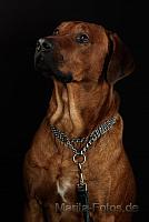 Rhodesian Ridgeback