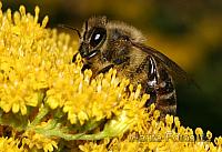 Insekten (Makro)