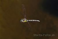 Libelle