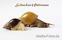 Achatschnecke