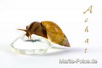 Achatschnecke