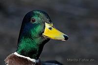 Ente