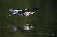 Graureiher im Flug