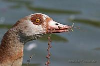 Nilgans