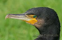 Kormoran