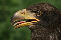 Greif