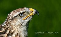 Königsraufussbussard