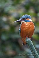 Eisvogel im Garten