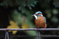 Eisvogel mit Beute