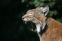 Luchs