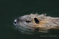 Nutria