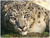 schneeleopard
