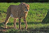 gepard